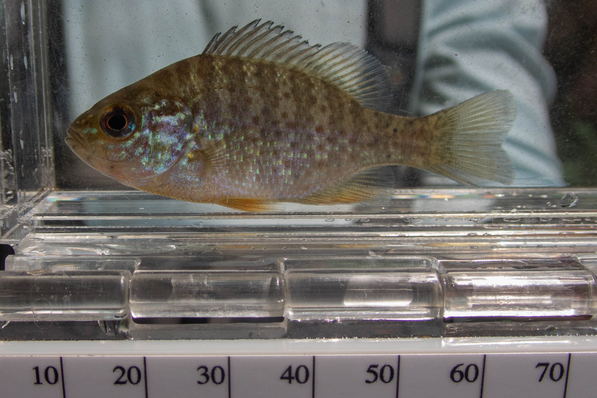 Lepomis gibossus (pumpkinseed) - full body, juvenile