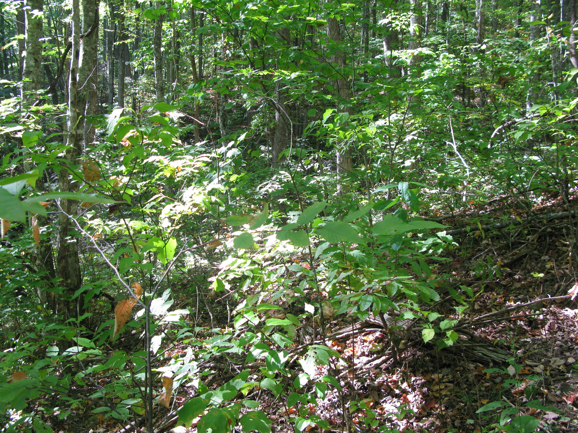 GRSM Accuracy Assessment. Plot Code: GRSM_AA_0229_5