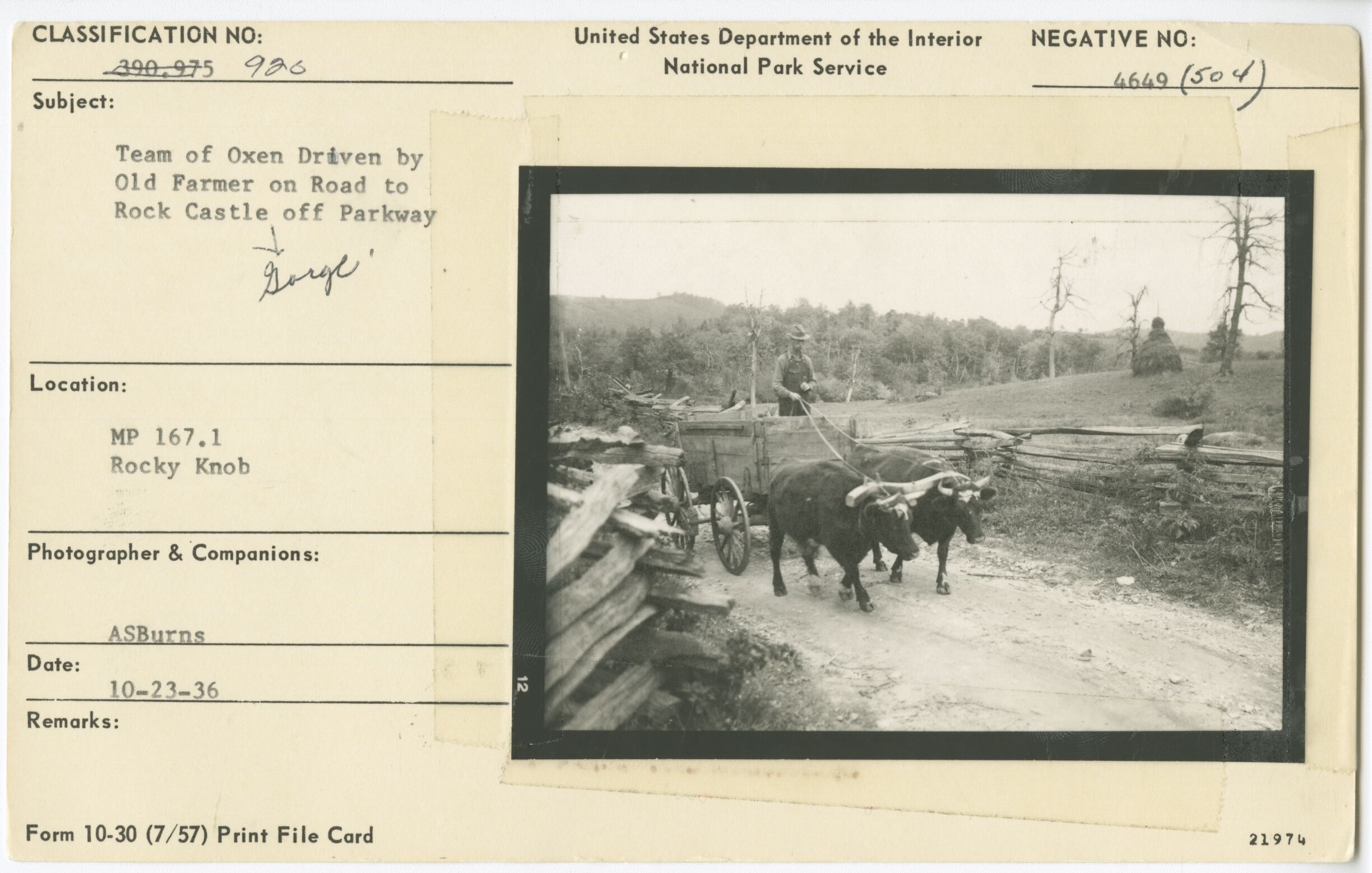 Team of oxen driven by farmer on road near Rock Castle Gorge off Parkway