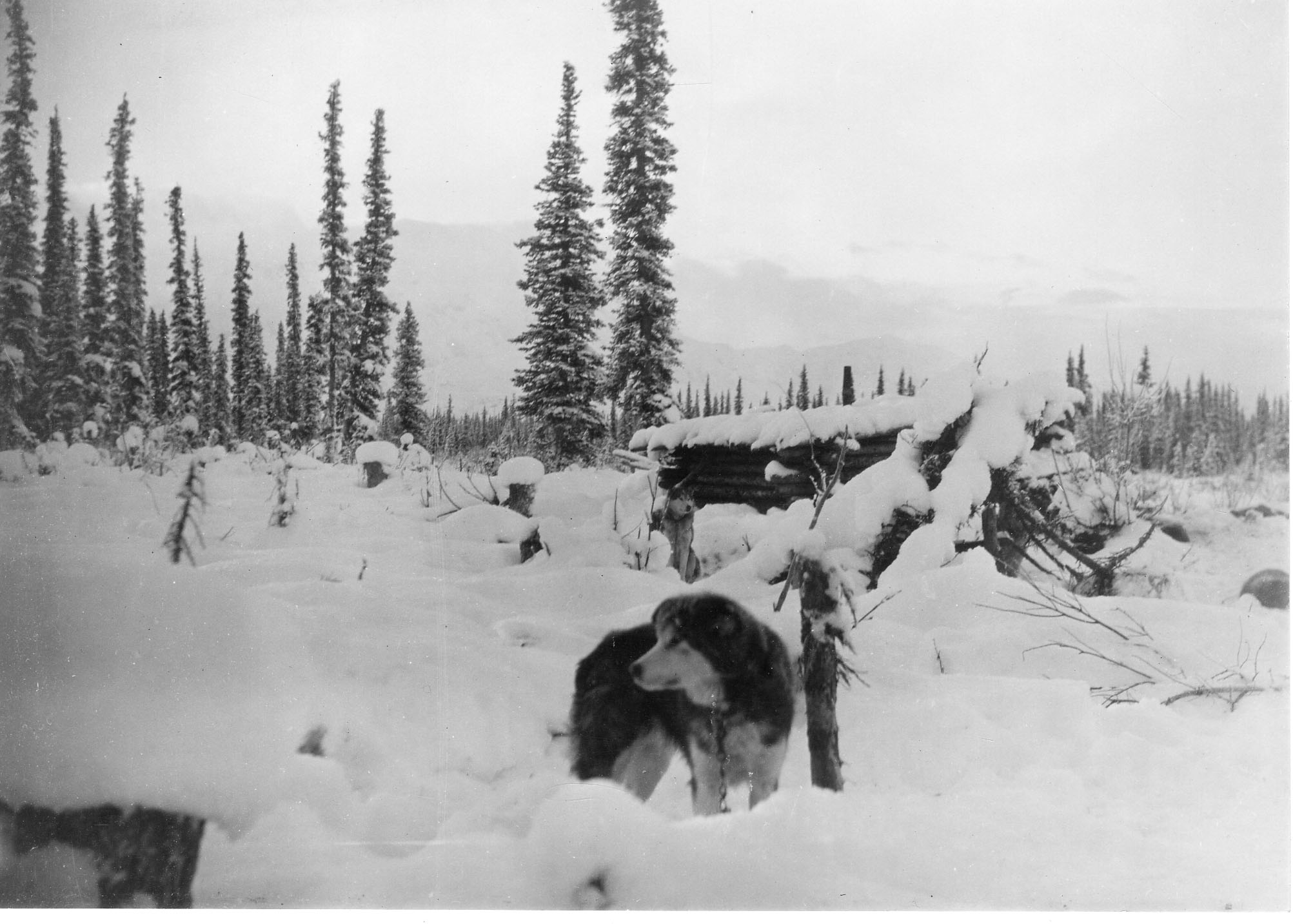 Man with his log cabin in the woods surrounded by the snow