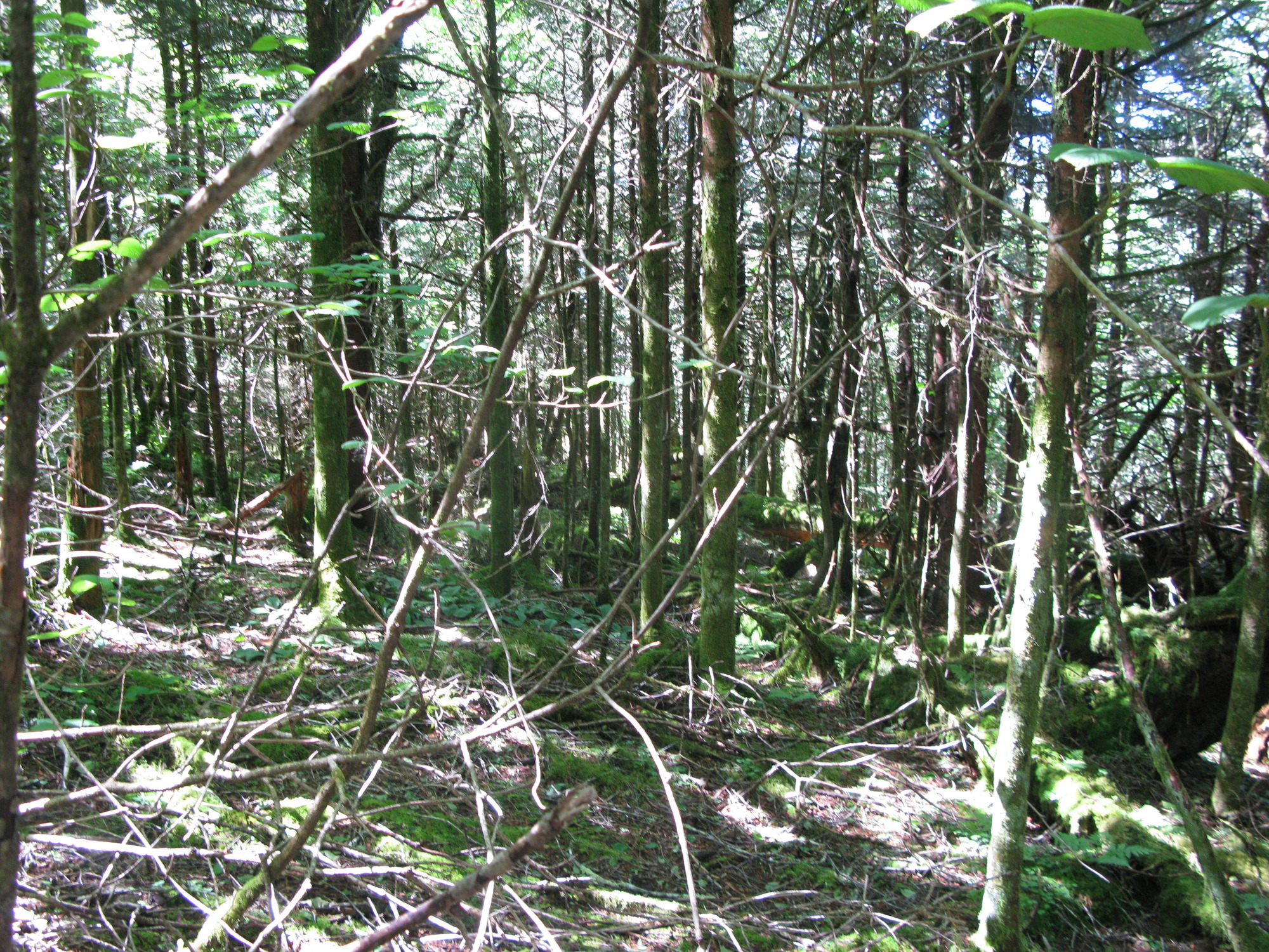 GRSM Accuracy Assessment. Plot Code: GRSM_AA_0956_4