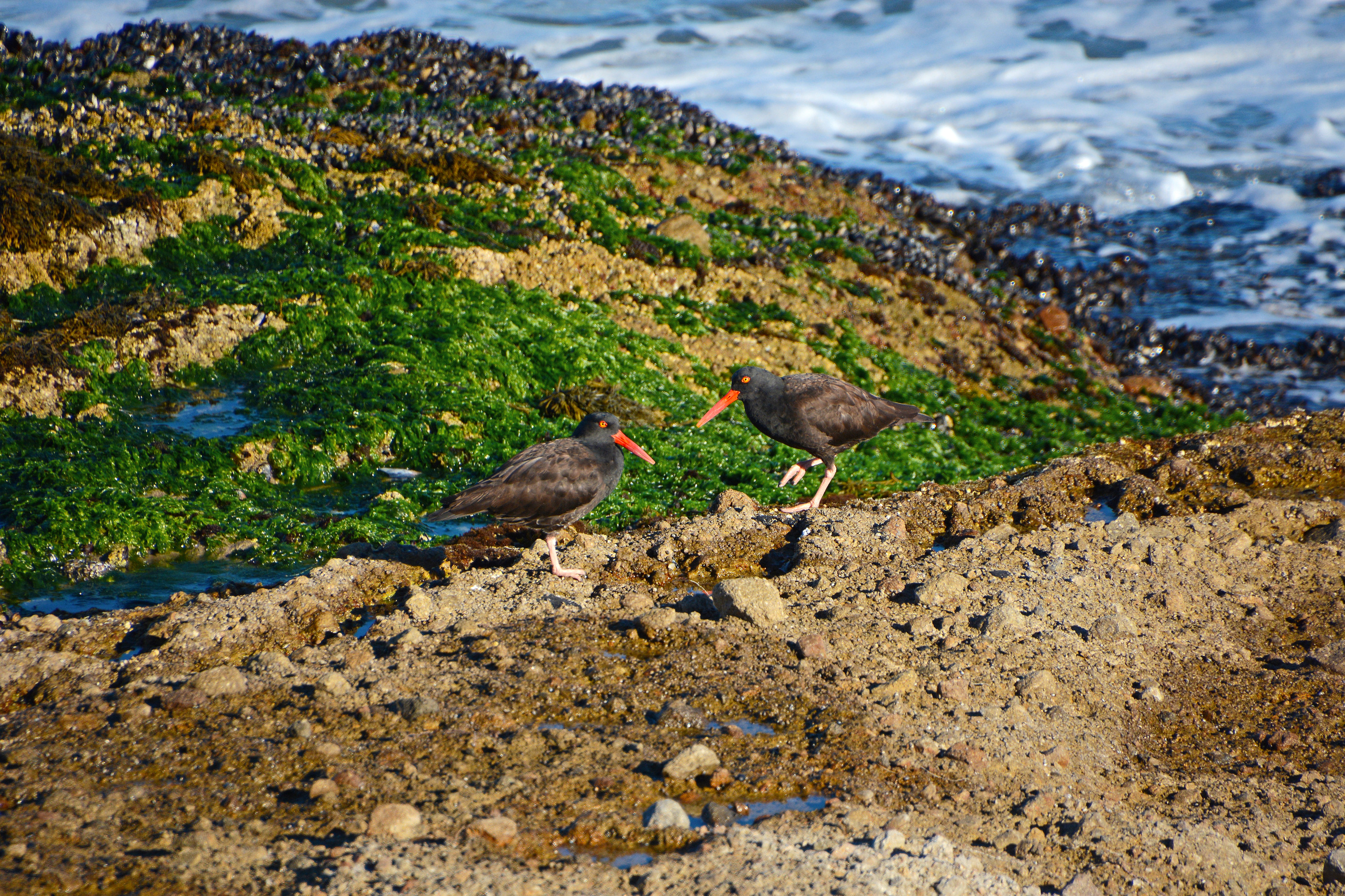 black birds with orange bill on rocky coast
