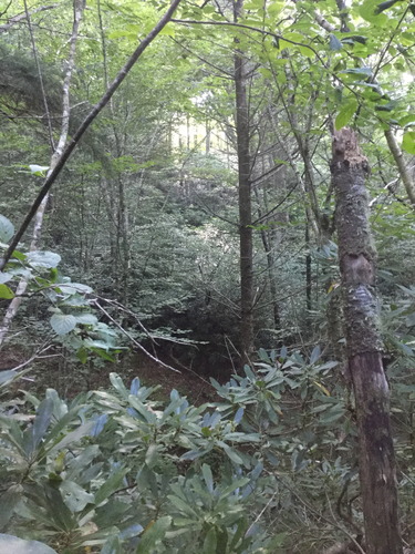 GRSM Accuracy Assessment. Plot Code: GRSM_AA_0278_6