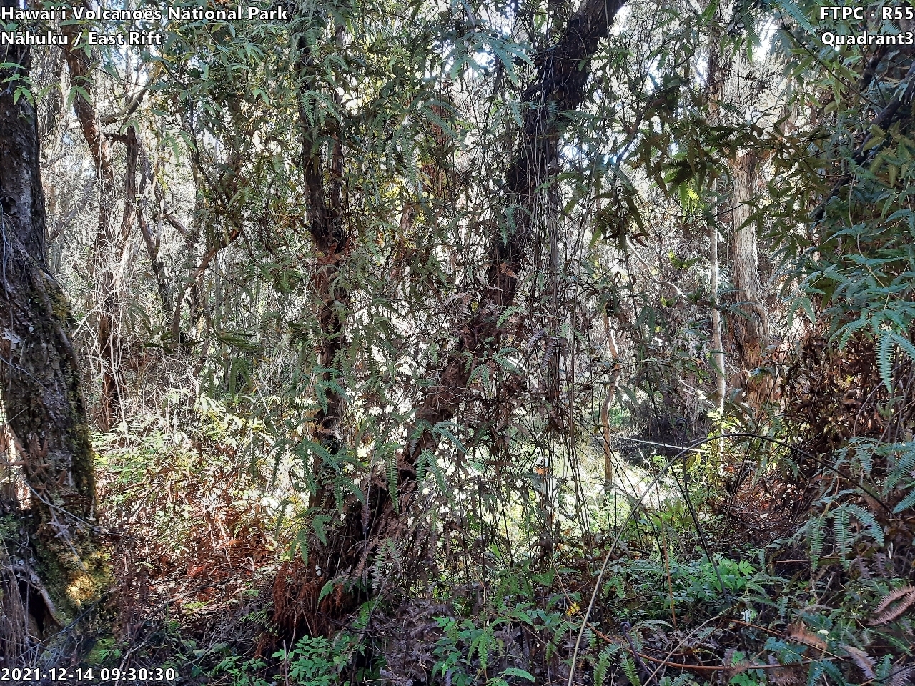 Eye-level view of plant community at monitoring site