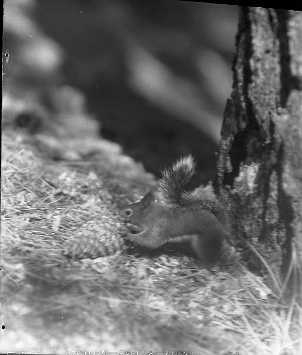 Sunset Rock, Sequoia Park