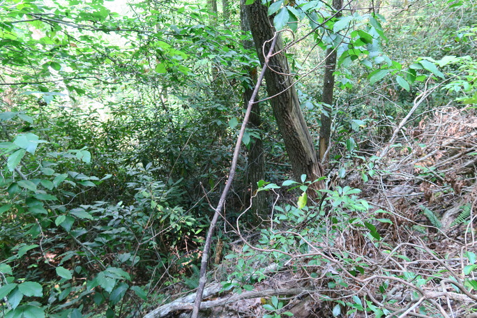 GRSM Accuracy Assessment. Plot Code: GRSM_AA_0845_2