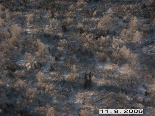 3 Yukon-Charley Rivers National Preserve Moose Survey November 2006