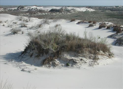Scenery of Padre Island National Seashore