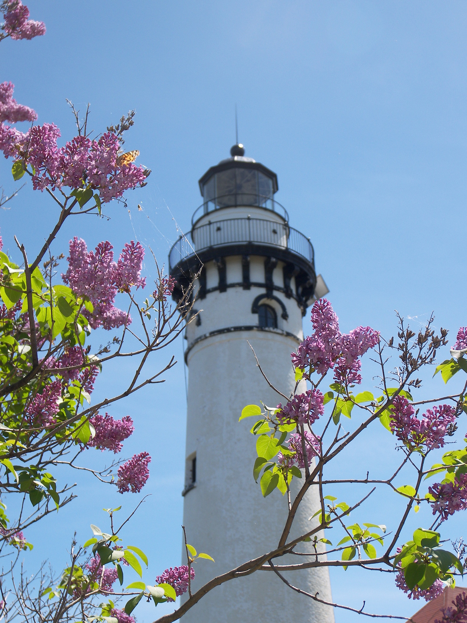 A white lighthouse framed by pink blooming lilac flowers.
