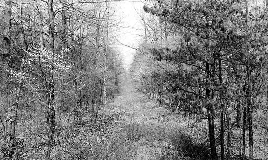 An unpaved lane forms a long, straight clearing through a densely wooded area of leafless trees.
