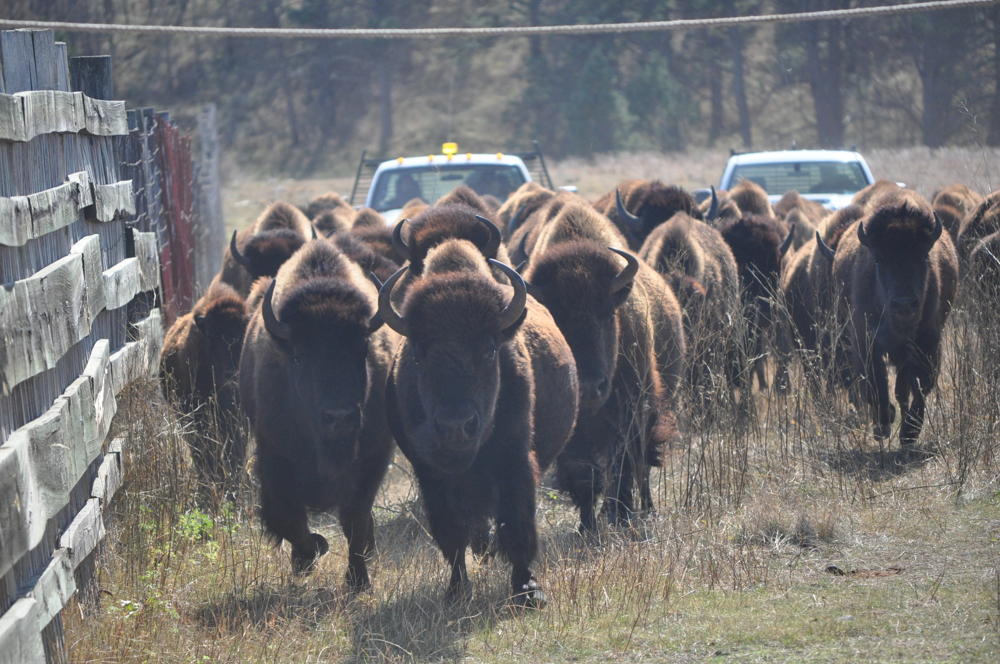 a herd of bison run along a fence line ahead of two trucks