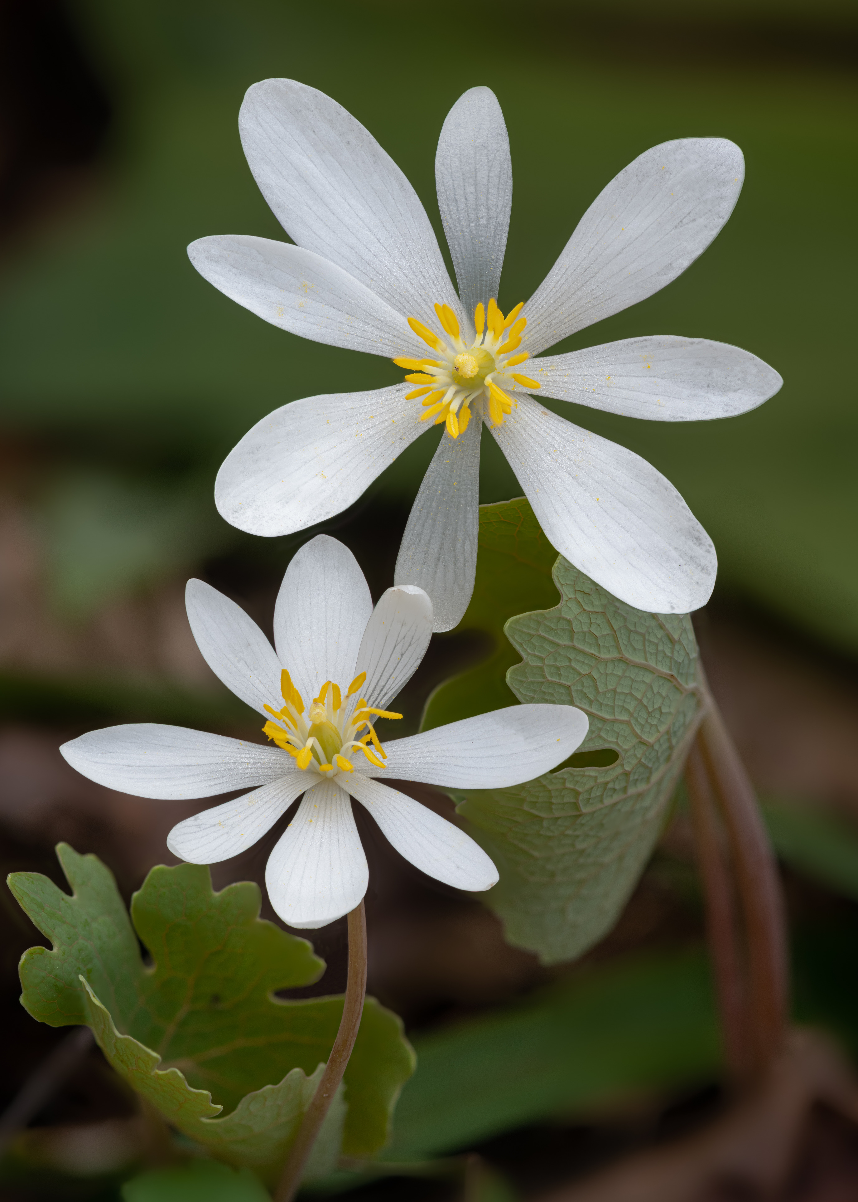 Closeup of two wildflower blossoms, each with eight white petals around a yellow center.