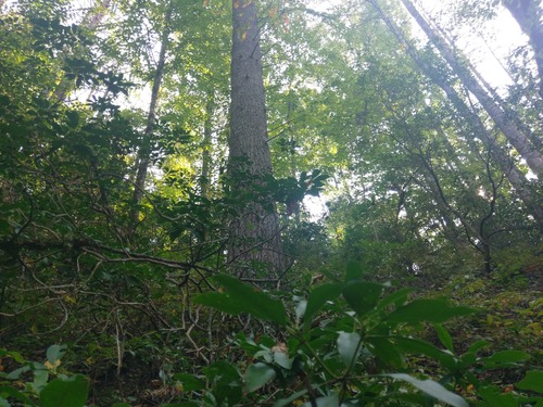 GRSM Accuracy Assessment. Plot Code: GRSM_AA_0828_3