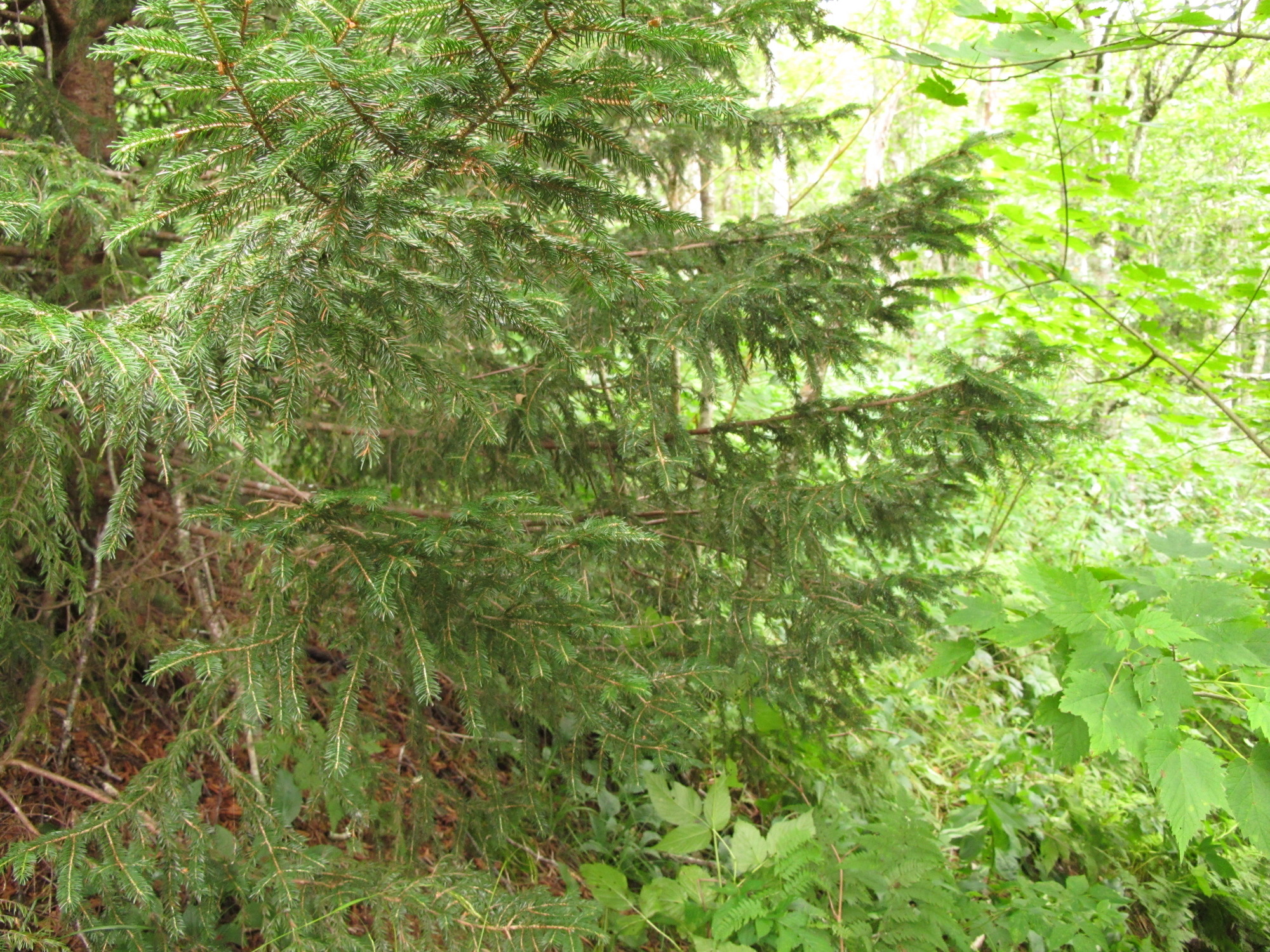 Plot Code: GRSM_AA_0529_2