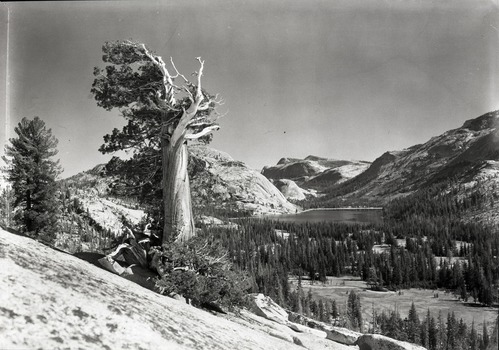 From west of lake with Sierra Juniper.