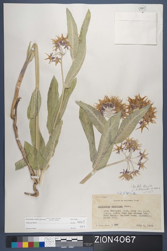 Herbarium Specimen Sheet 4067