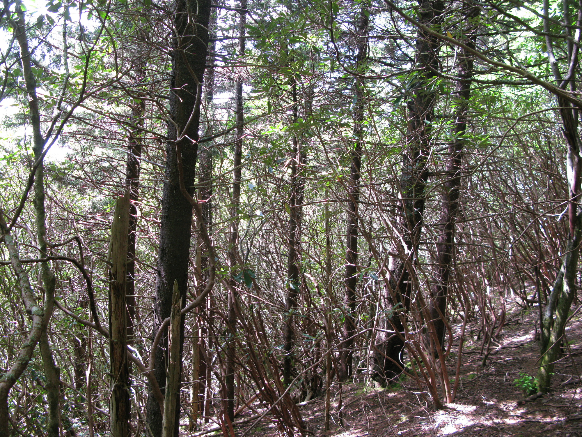 GRSM Accuracy Assessment. Plot Code: GRSM_AA_0937_5