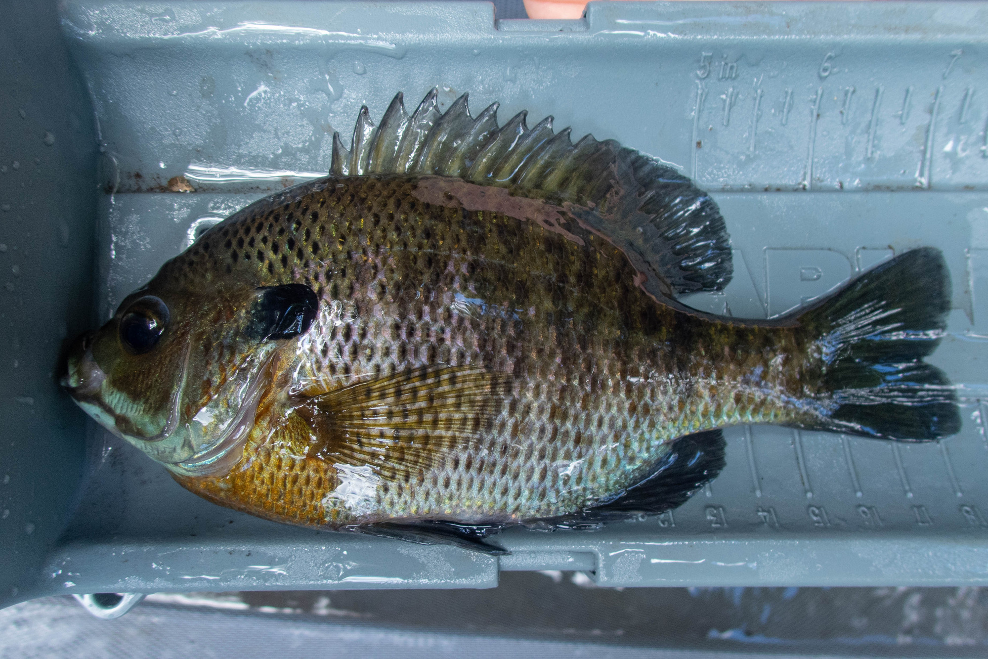 Lepomis macrochirus (bluegill) - full body, large adult