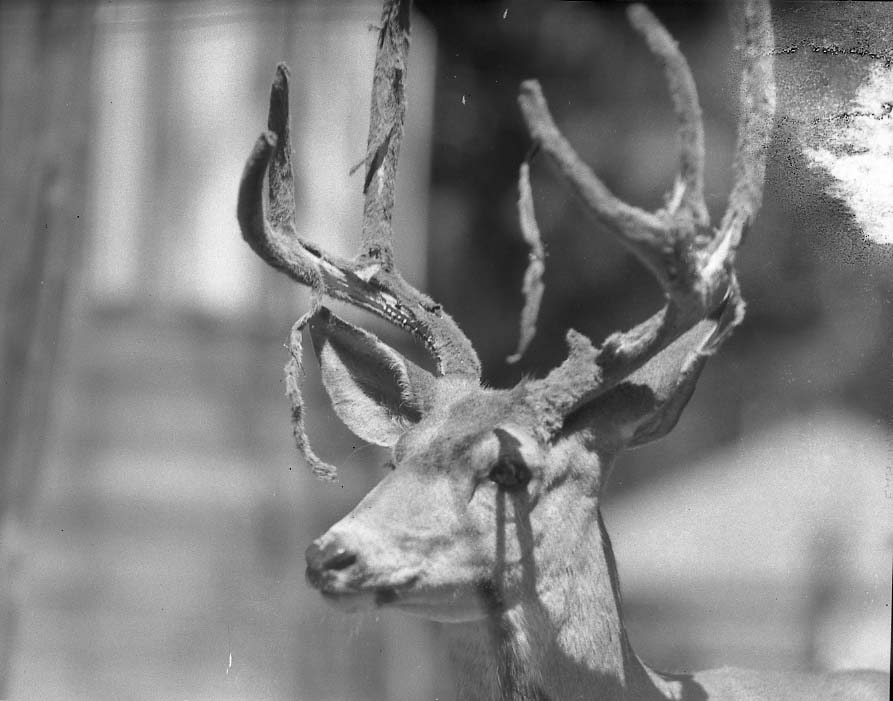 Sequoia National Park