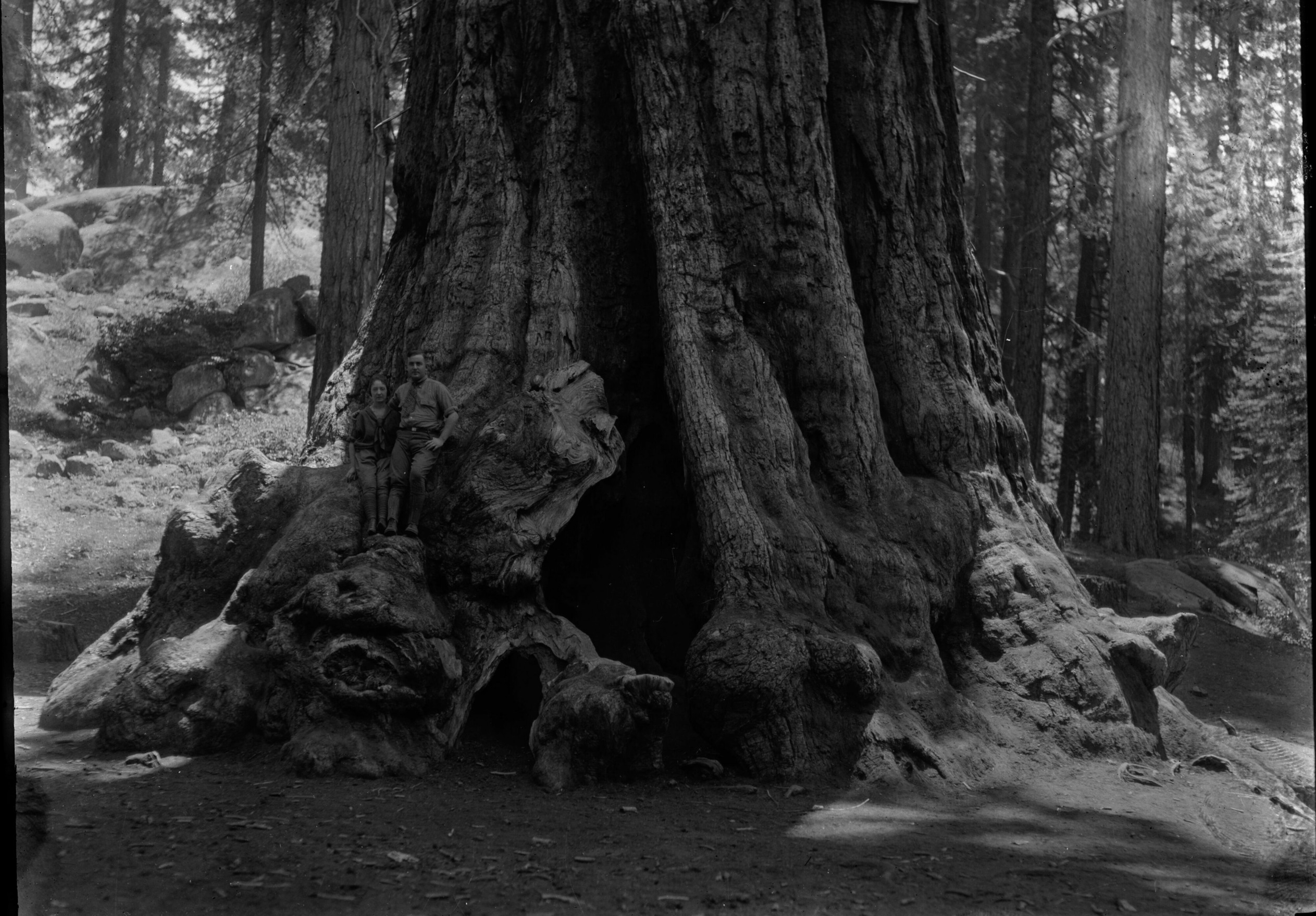 SEKI Roberts Collection Series: 1 Glass Plates; 2 Medium glass plates; 13 Sequoias