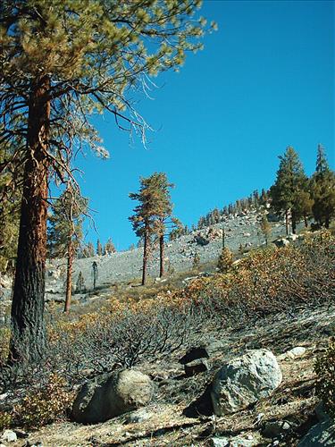 Hot Springs wildfire, Sequoia and Kings Canyon National Parks, summer 2004