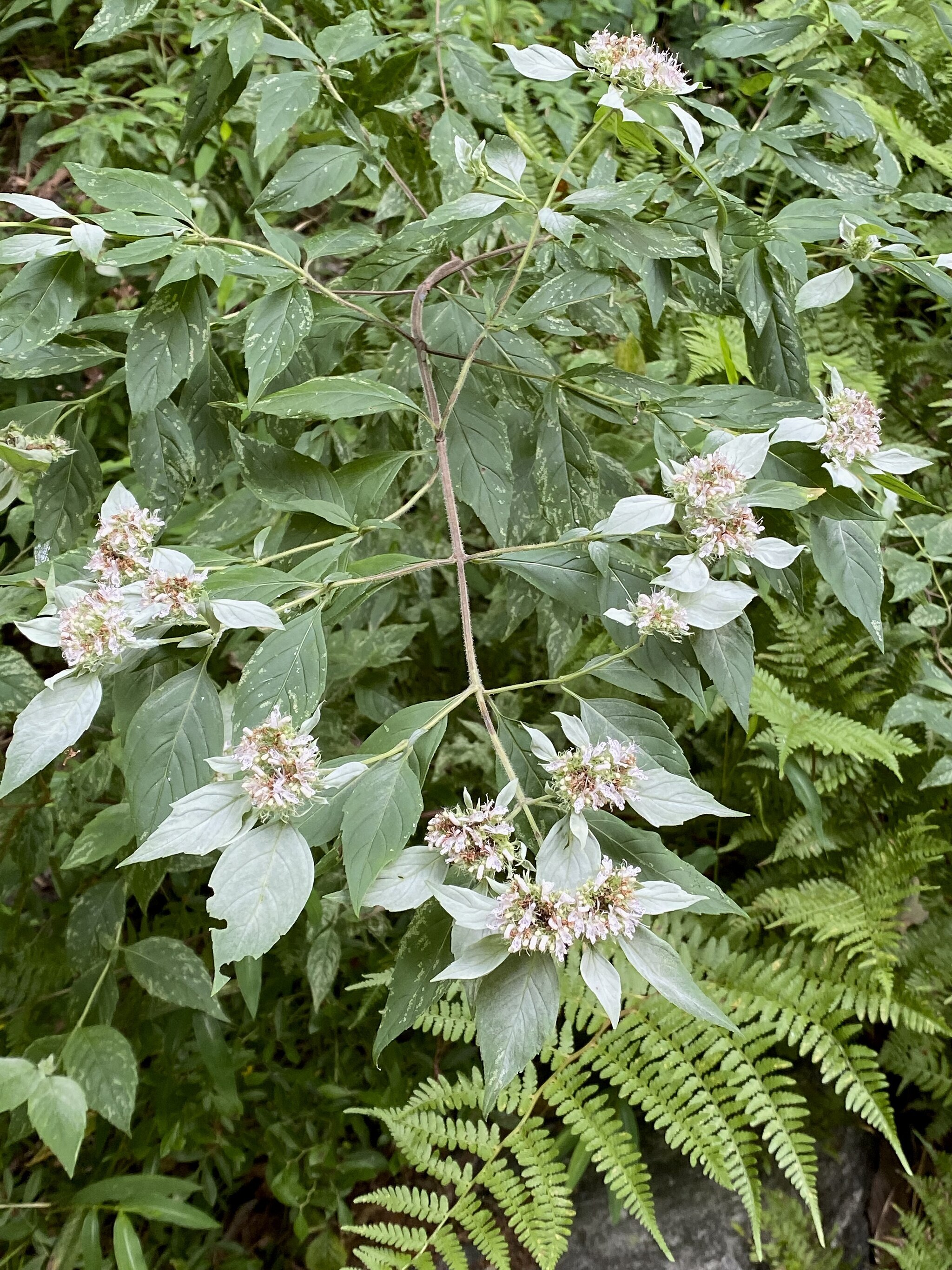 A long stem with several sets of leaves and blooms. Blooms are in cluster looking like small pompoms 