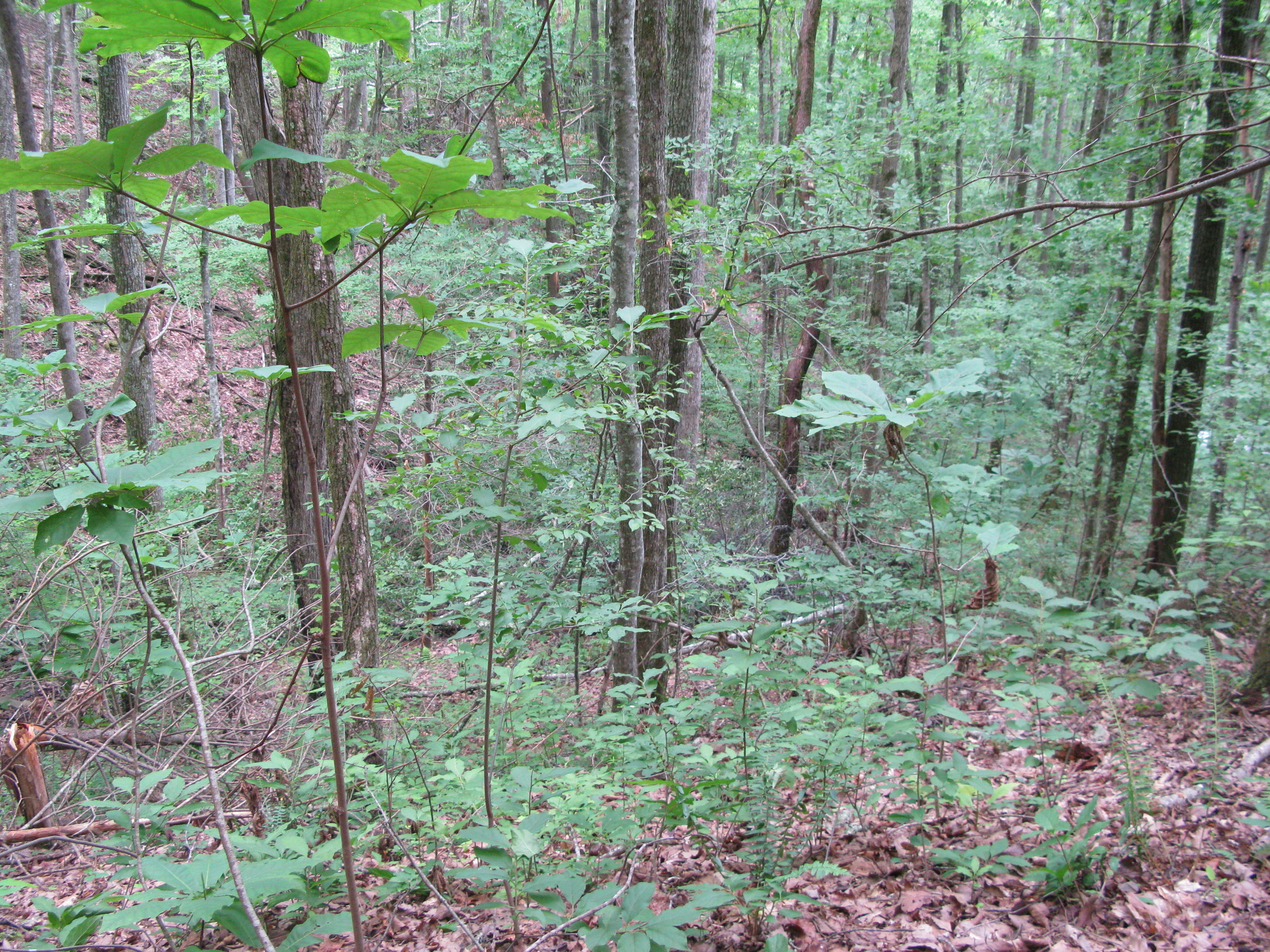 GRSM Accuracy Assessment. Plot Code: GRSM_AA_0099_6