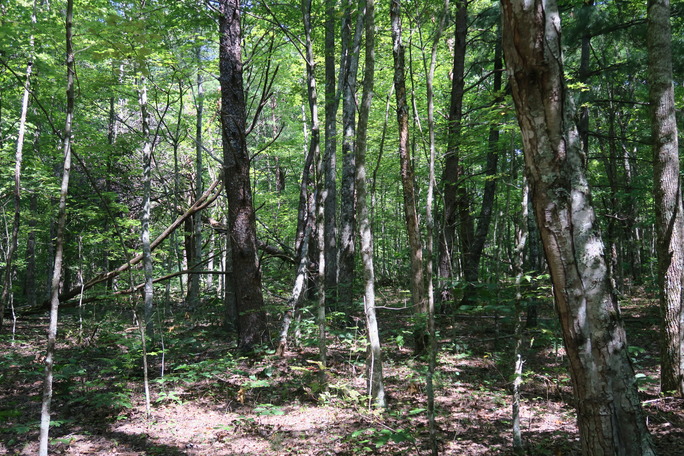 GRSM Accuracy Assessment. Plot Code: GRSM_AA_0890_6