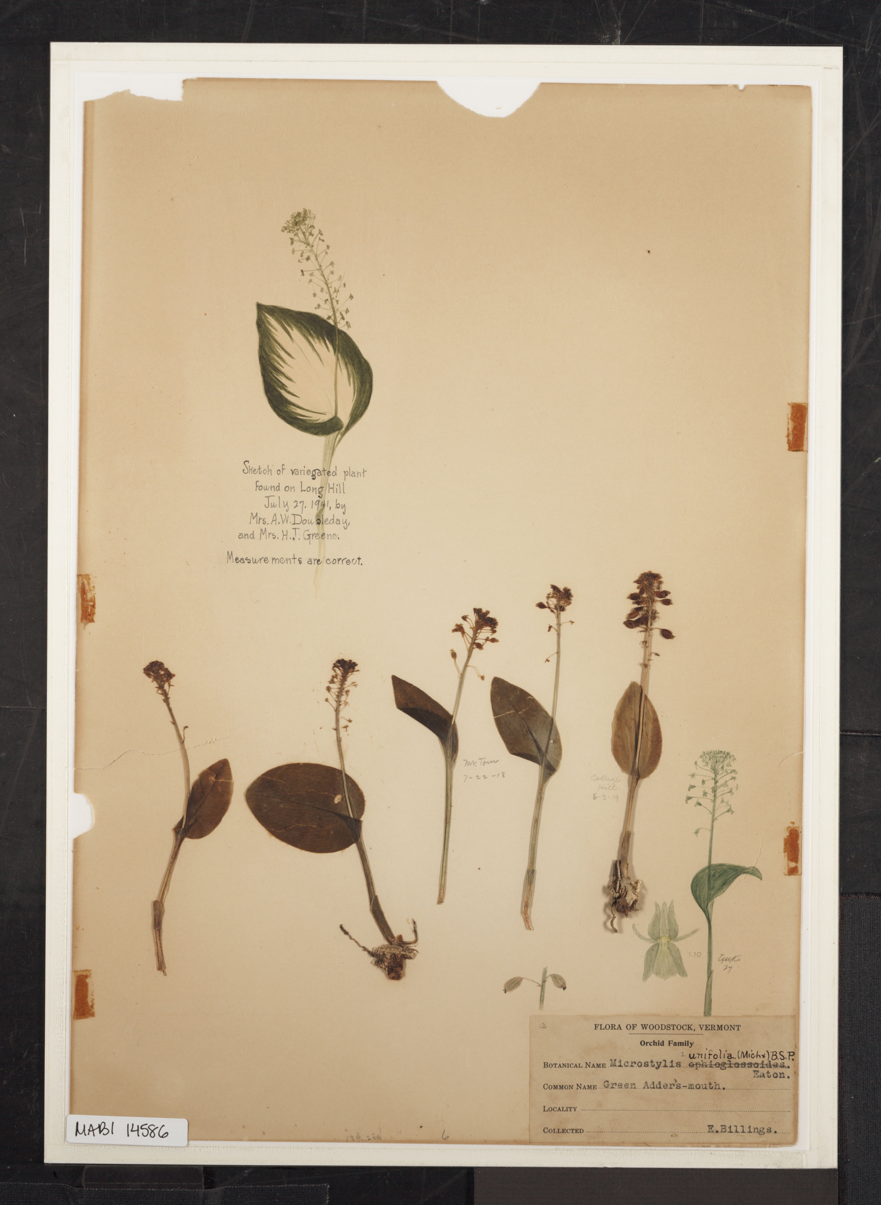 Preserved biological specimen on paper.