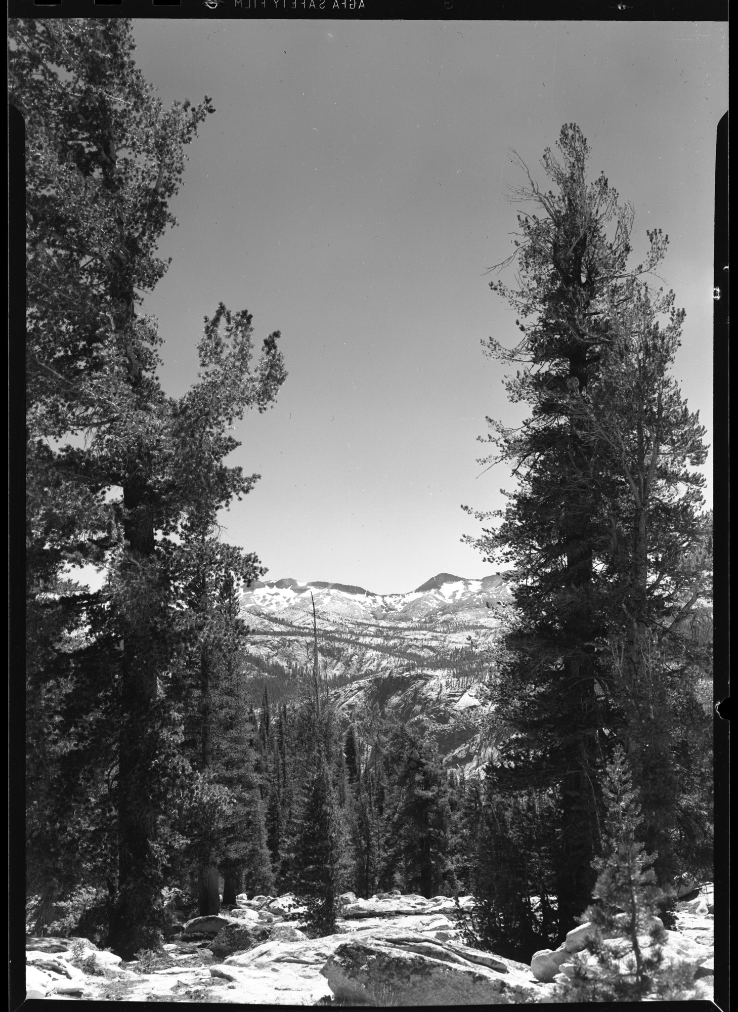 Mount Clark and Pinus Monticola