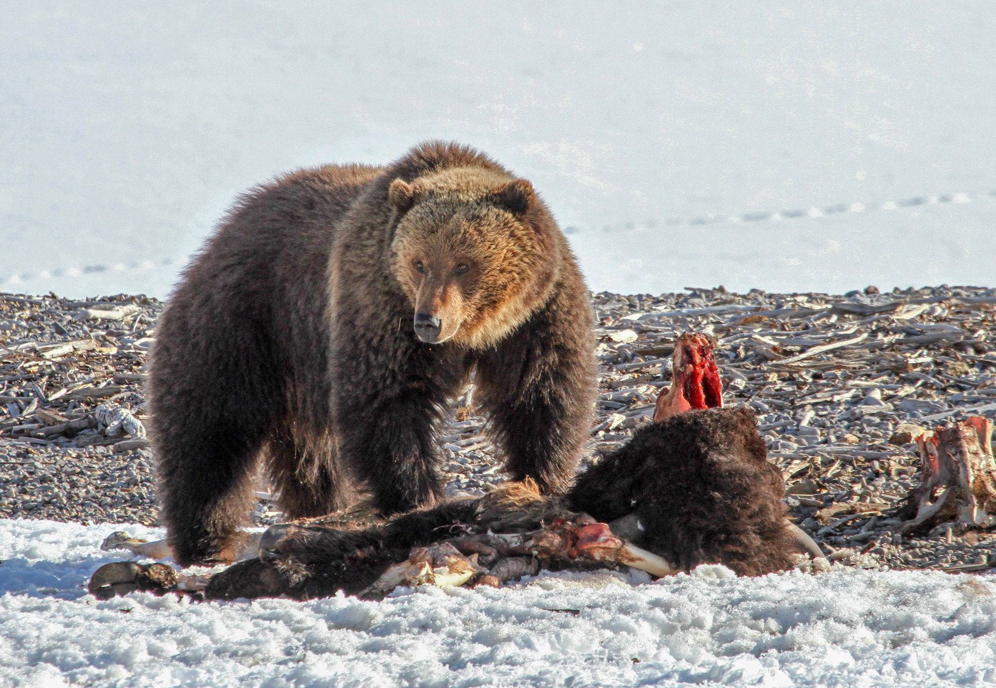 A grizzly bear is on top of a bison carcass with snow covered Yellowstone Lake in the background.