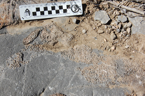Cover Image. A photo of an exposed rock surface with patches of fossil coral weathering in relief, resembling spaghetti noodles or the end of a mop. A nearby scale bar indicates the patches are up to several centimeters (a couple of inches) across.