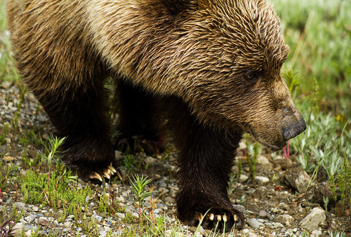 a damp bear