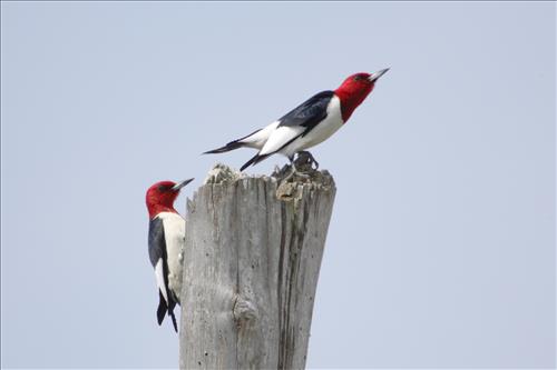 Red-headed woodpecker in Cuyahoga Valley National Park