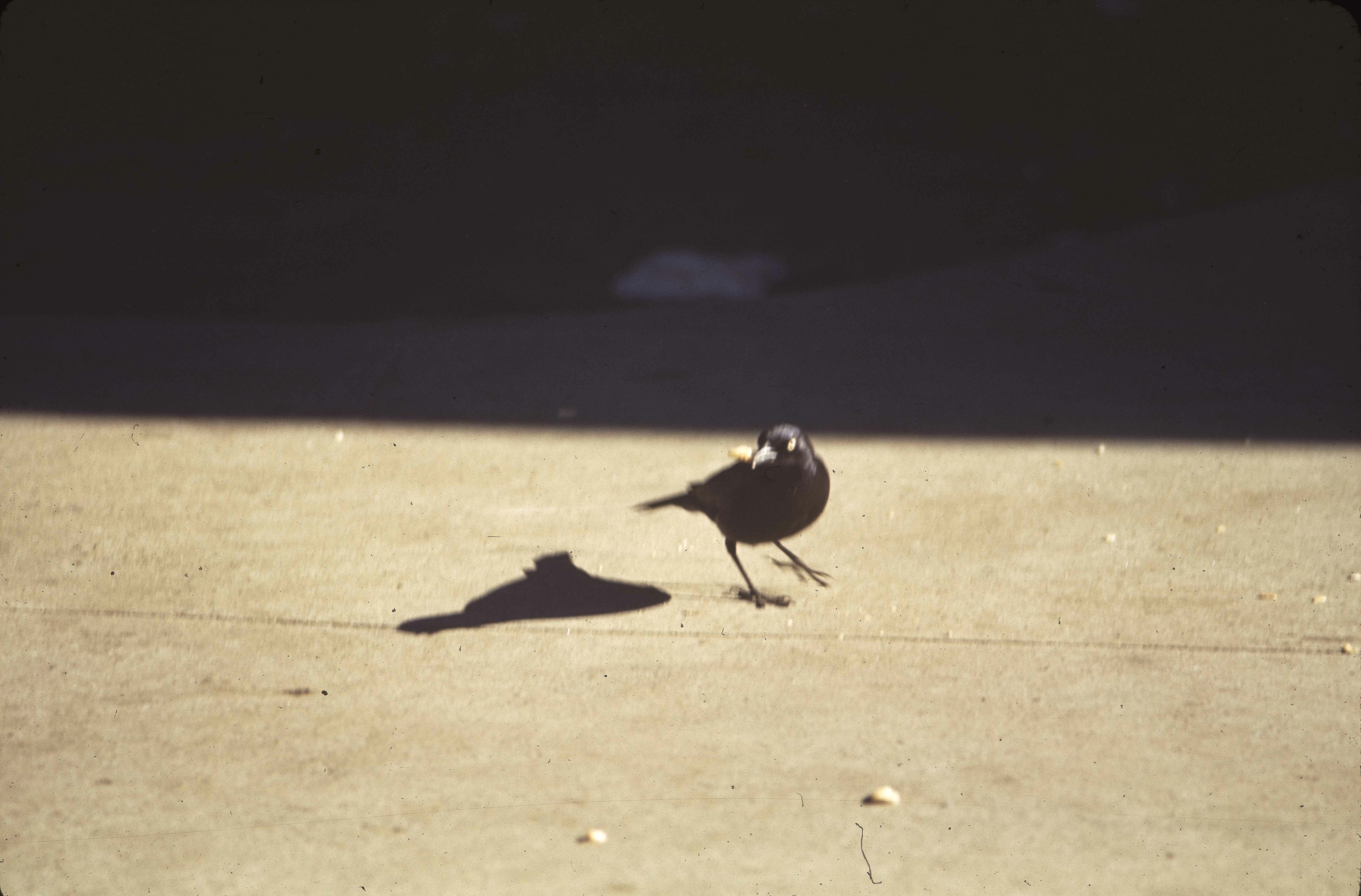 Brewer Blackbird Brewer's Blackbird. D-37-b-3. 2/41 February 1941. Original. HCP H.C. Parker. Copyright Unknown. Birds - Orioles: Brewer's Blackbird. E-03-74-009.
