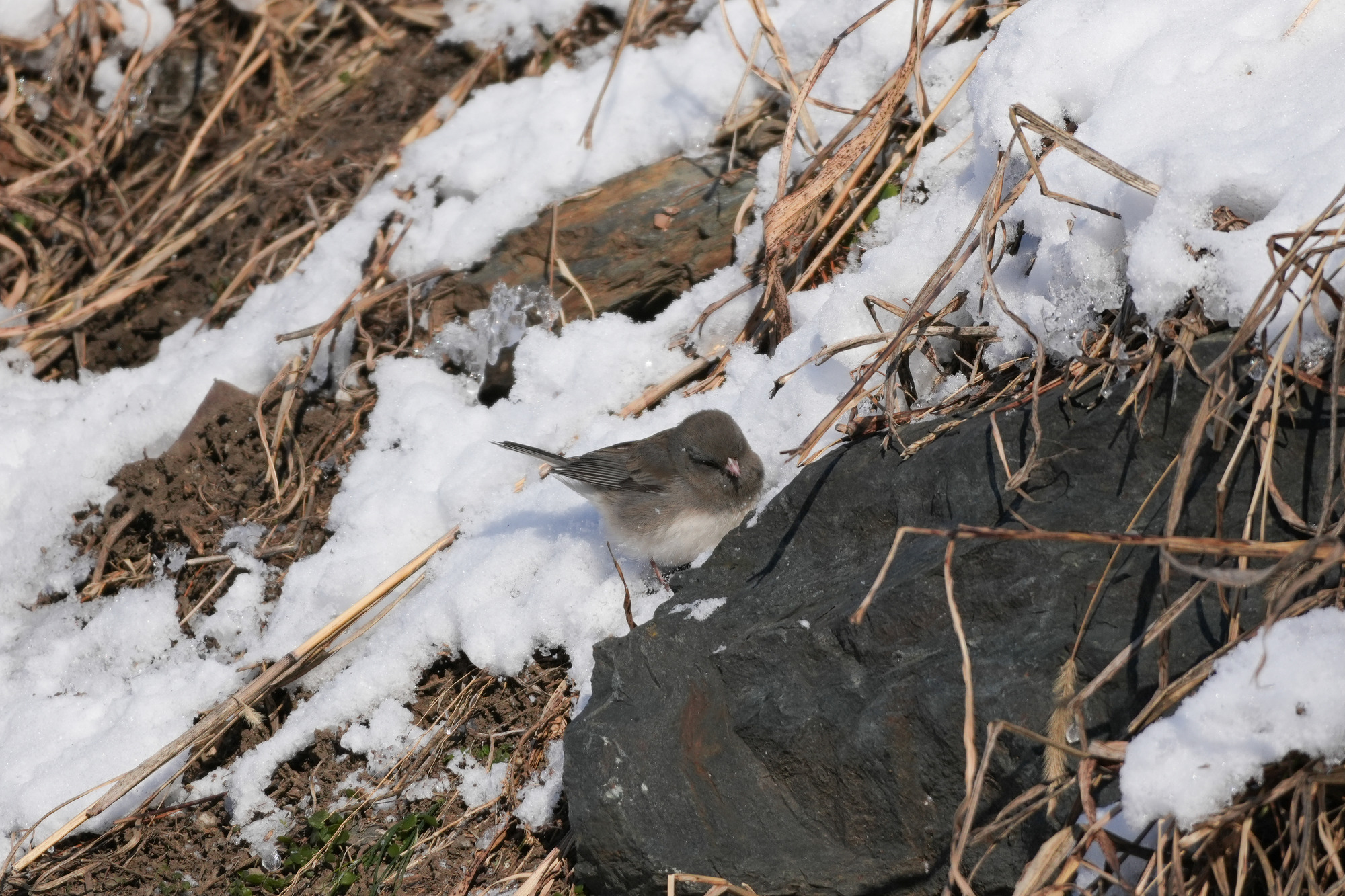 A small dark grey bird perched on a rock looks for food in the snow-covered grass.