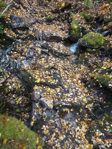 Tread work on the Chilkoot Trail during the 2012 field season.