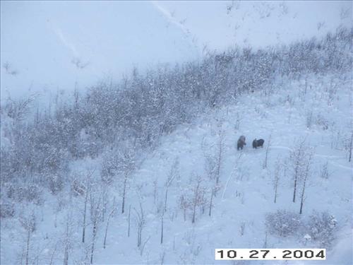 7 Gates of the Arctic National Park and Preserve Koyukuk Moose Survey 2004