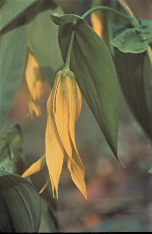long yellow flower with green leaf
