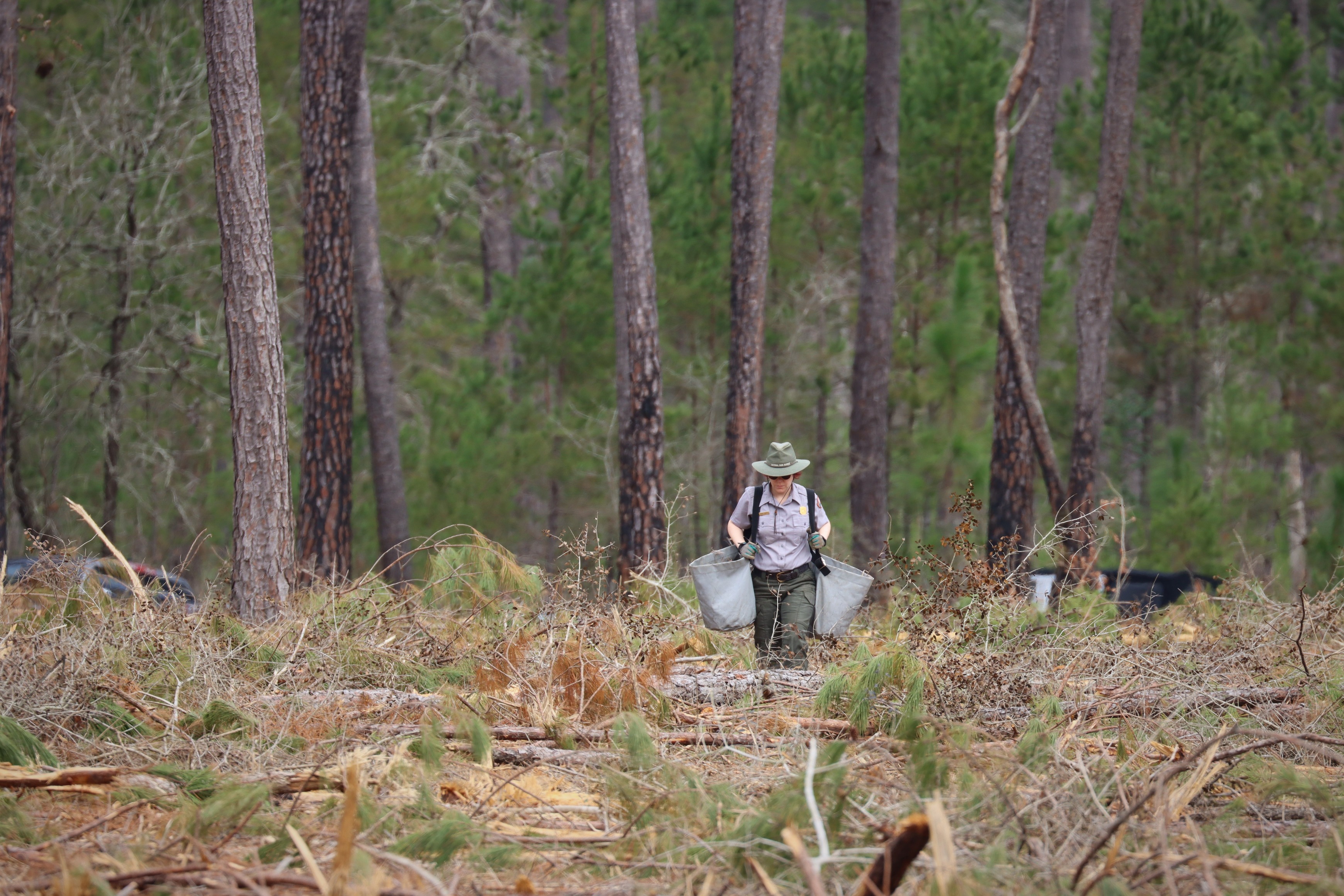 A park ranger wearing 2 seedling bags, walking through an open forest