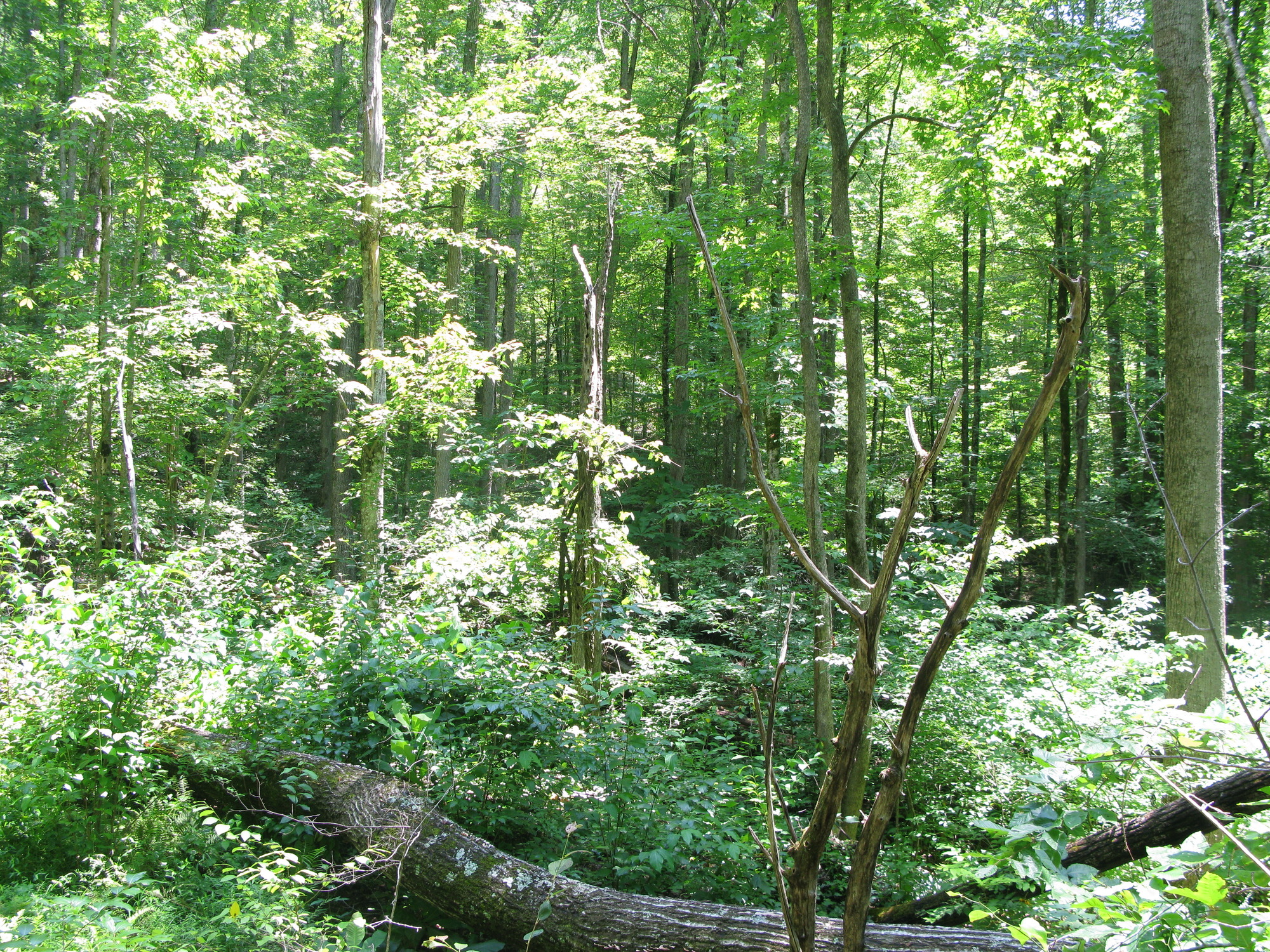 GRSM Accuracy Assessment. Plot Code: GRSM_AA_0284_3