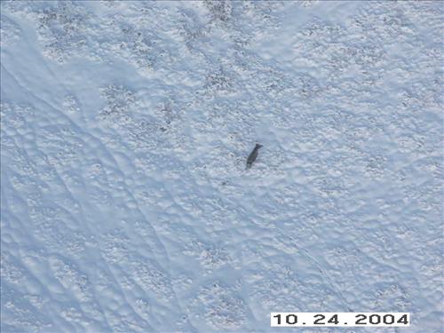 10 Gates of the Arctic National Park and Preserve Koyukuk Moose Survey 2004