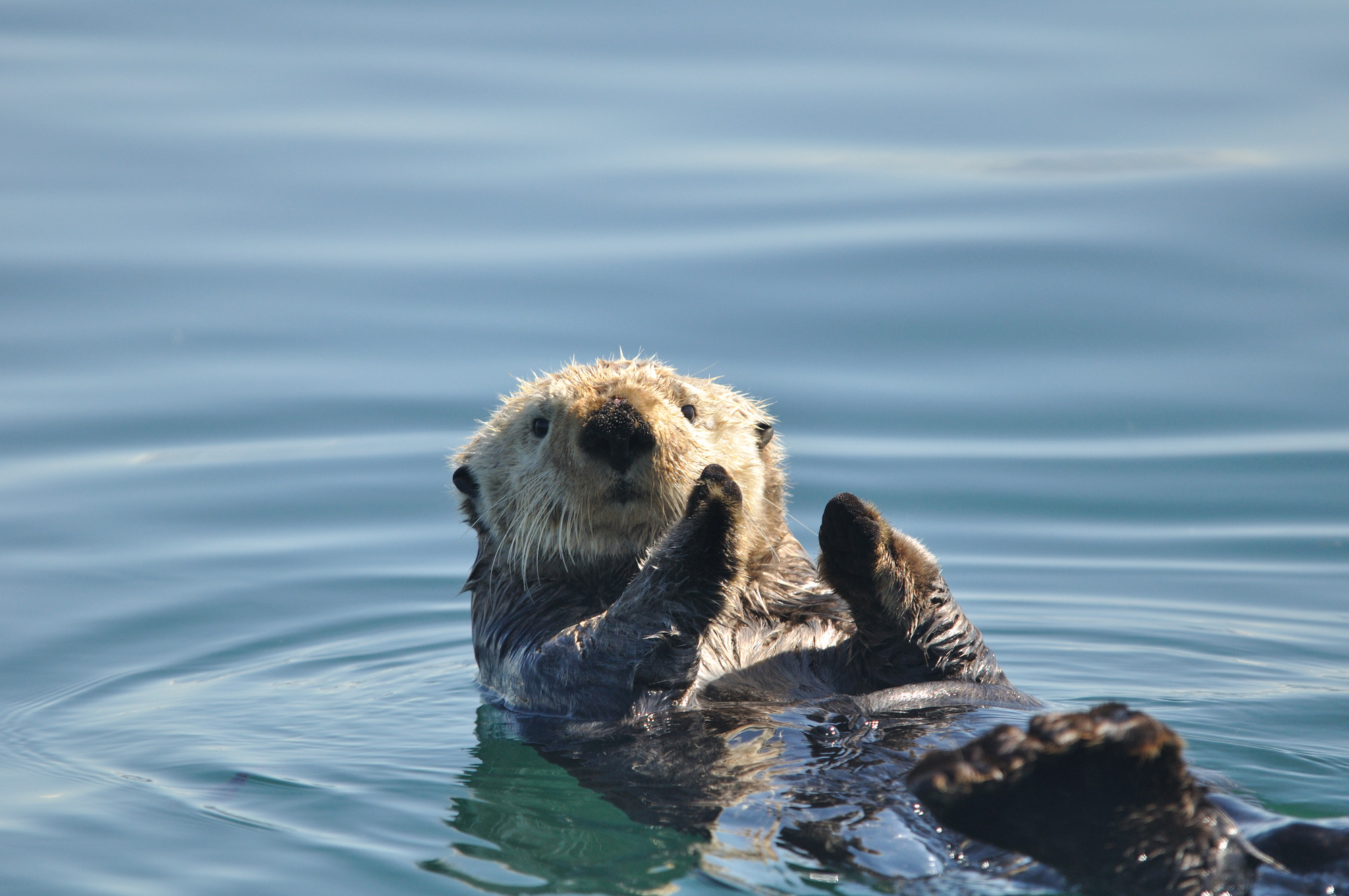 Sea Otter