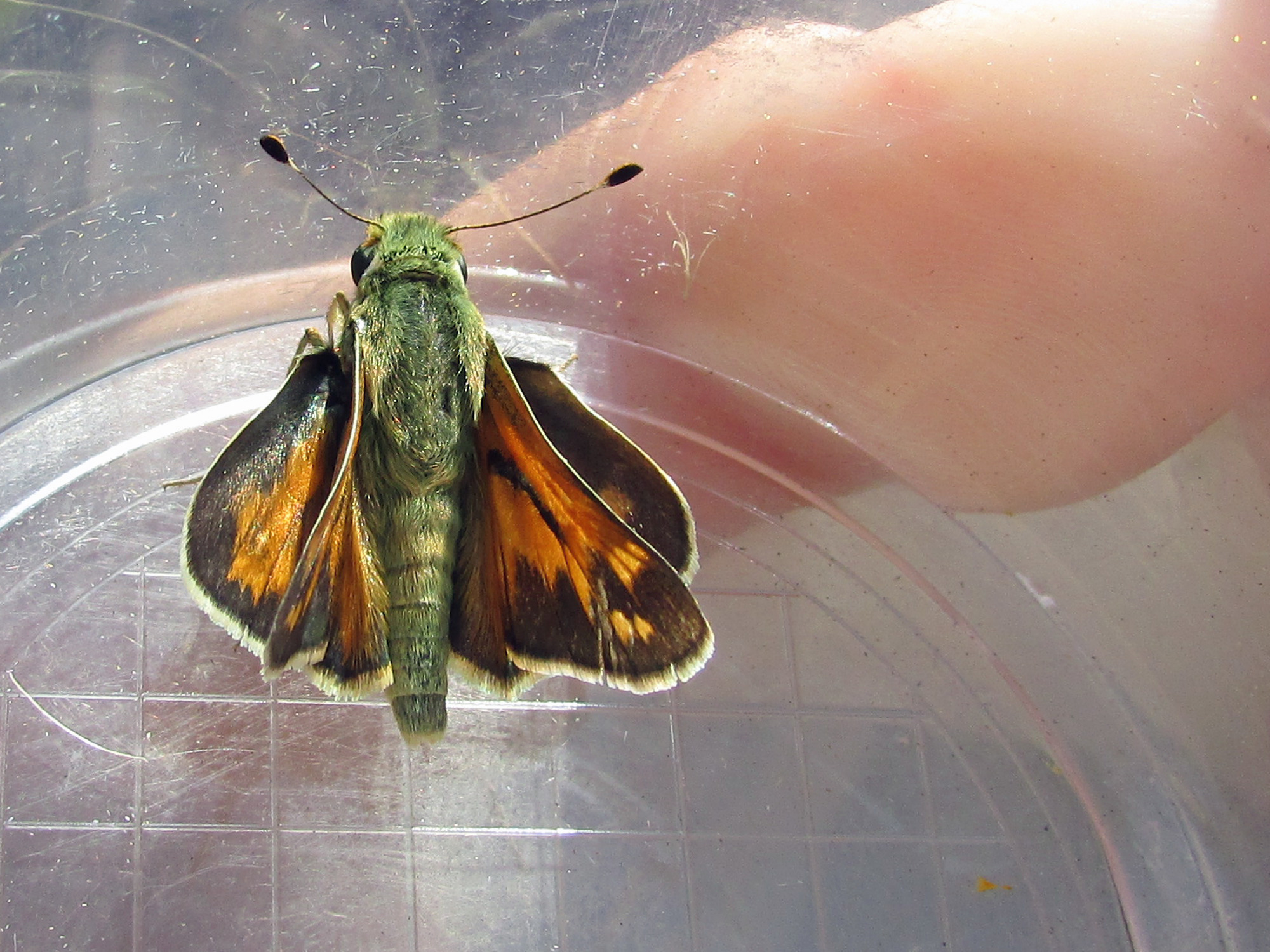 Dorsal view of Juba skipper butterfly