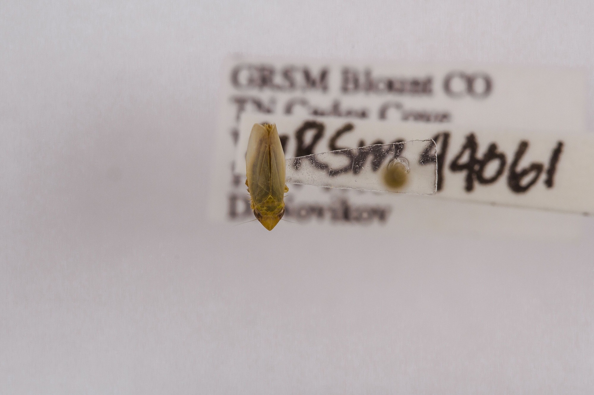 Image of Sorhoanus orientalis, a species of Animalia