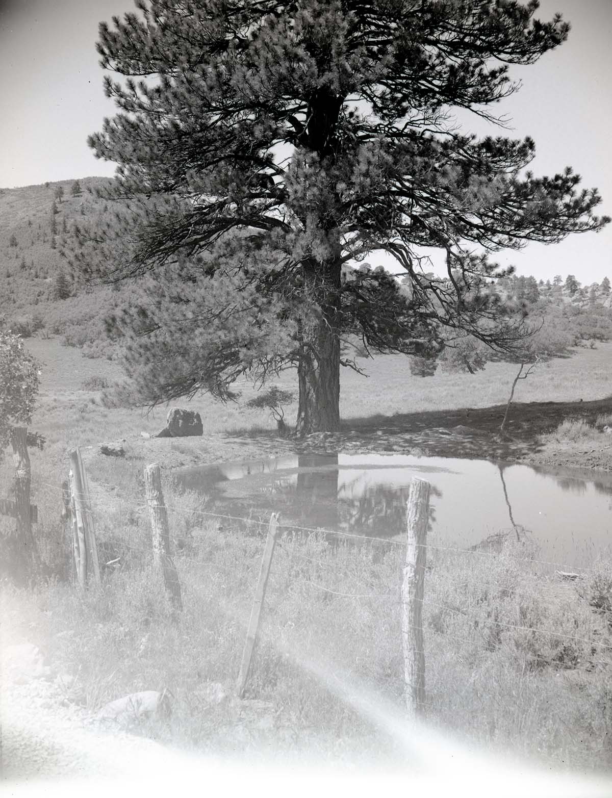 BW photo of the 1937 grazing study 35MM.