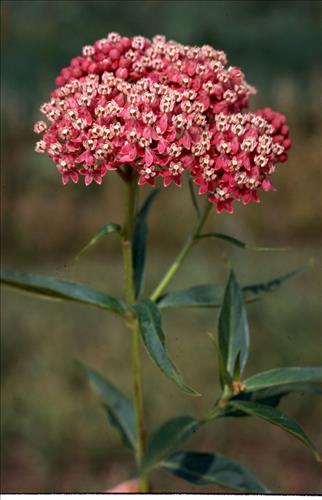 Badlands Flowers: Red, Pink, Blue