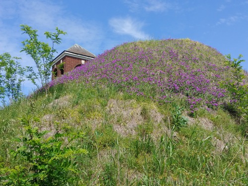 Outside. Blue sky at top with wispy white clouds. A mound in slightly off center covered with grasses and purple wildflowers. On the left side slope some tall plants are growing and there is the top of a red brick building with white trim and a peaked grey roof.