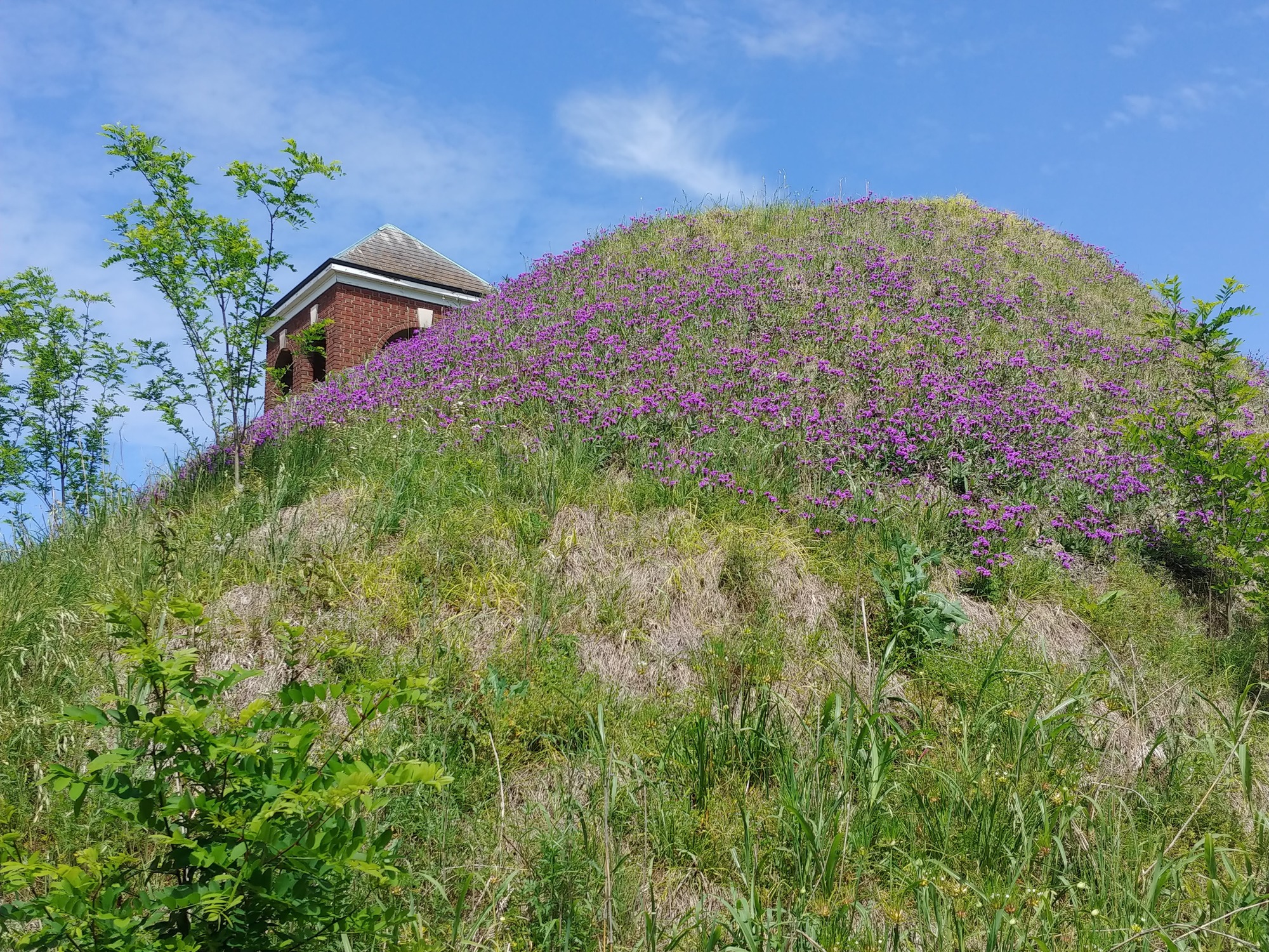 Outside. Blue sky at top with wispy white clouds. A mound in slightly off center covered with grasses and purple wildflowers. On the left side slope some tall plants are growing and there is the top of a red brick building with white trim and a peaked grey roof.