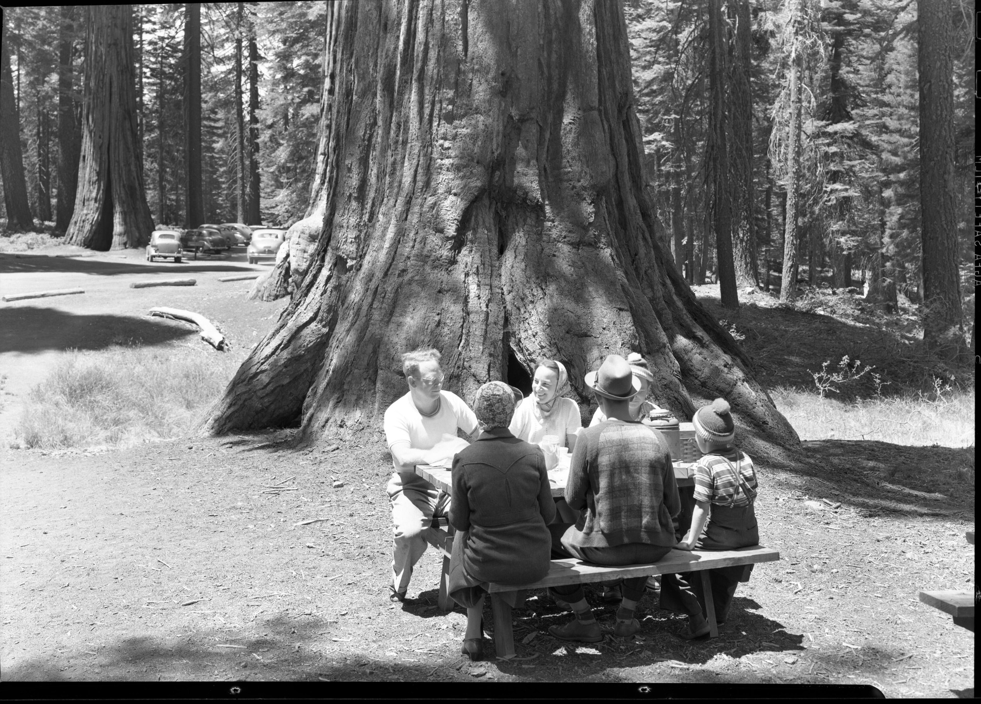 Picnic party in the Mariposa Grove.